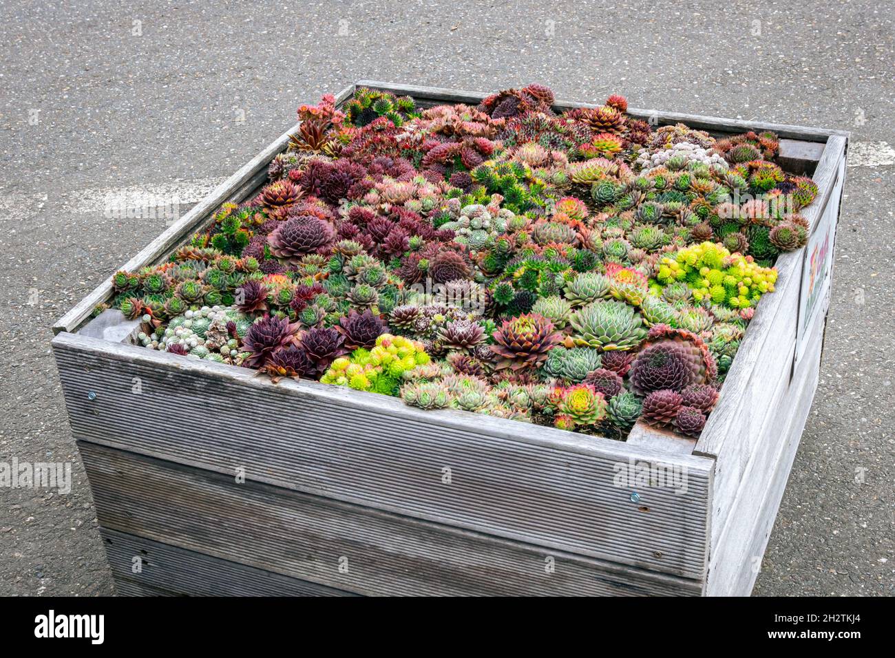 Vassoio di legno con succulenti, coloratissimi houseleek (Sempervivum). Decorazione del giardino. Foto Stock