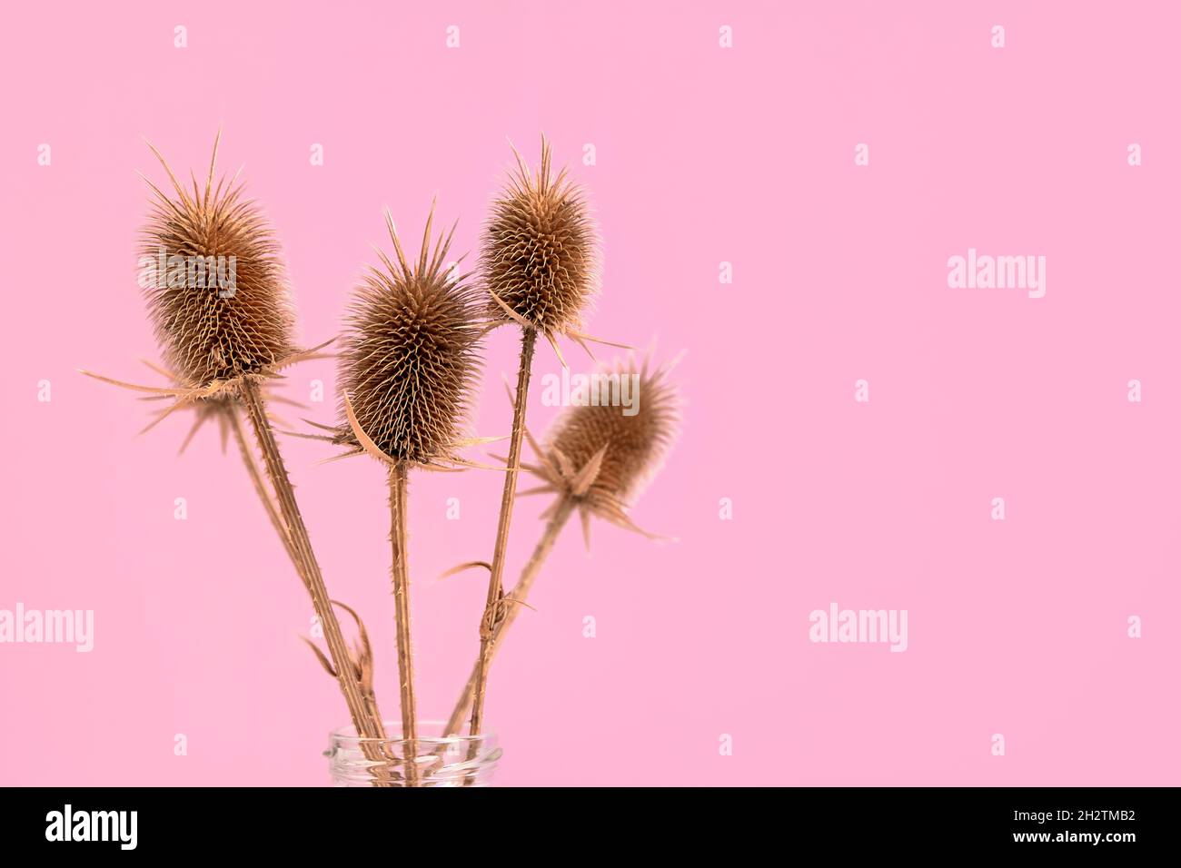 Vaso trasparente con fiori secchi su sfondo rosa pastello con posto per testo, spazio copia. Autunno, autunno, giorno di ringraziamento concetto. Foto Stock