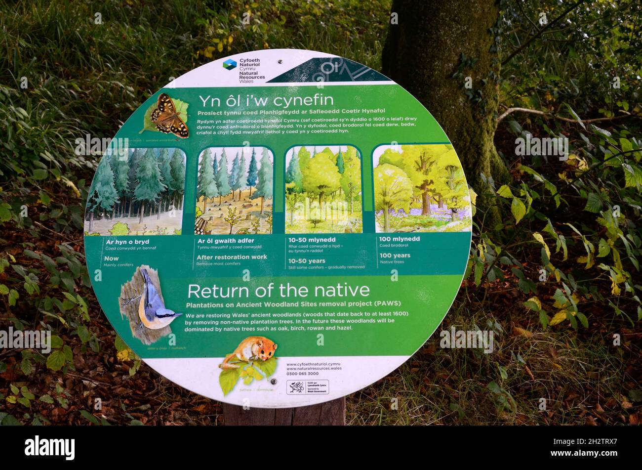 Targa che mostra piani per ripristinare Galles boschi antichi rimuovendo non nativi alberi Canaston Wood Pembrokeshire Galles UK Foto Stock