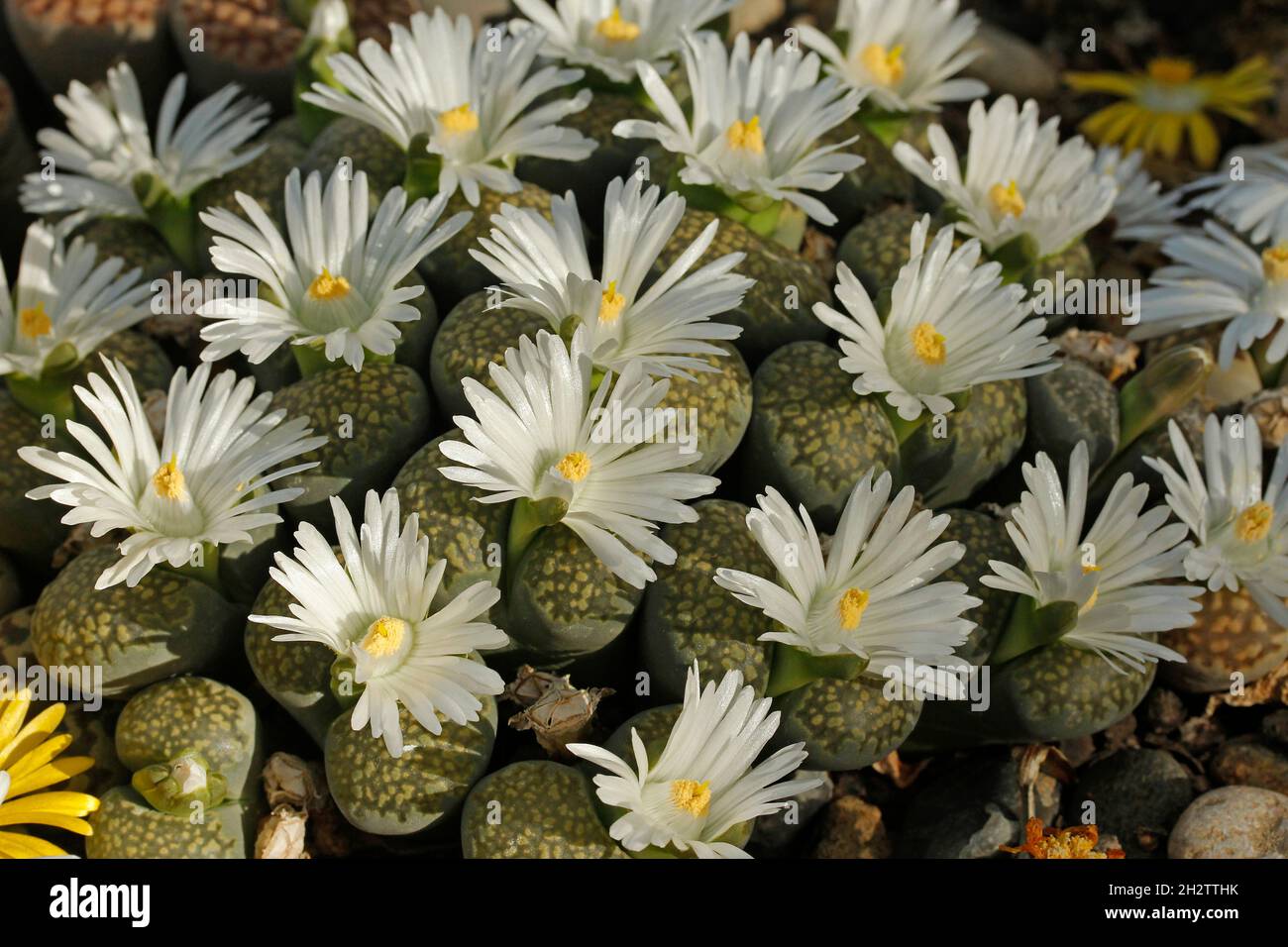 Stoneplants. Lithops sp. Foto Stock