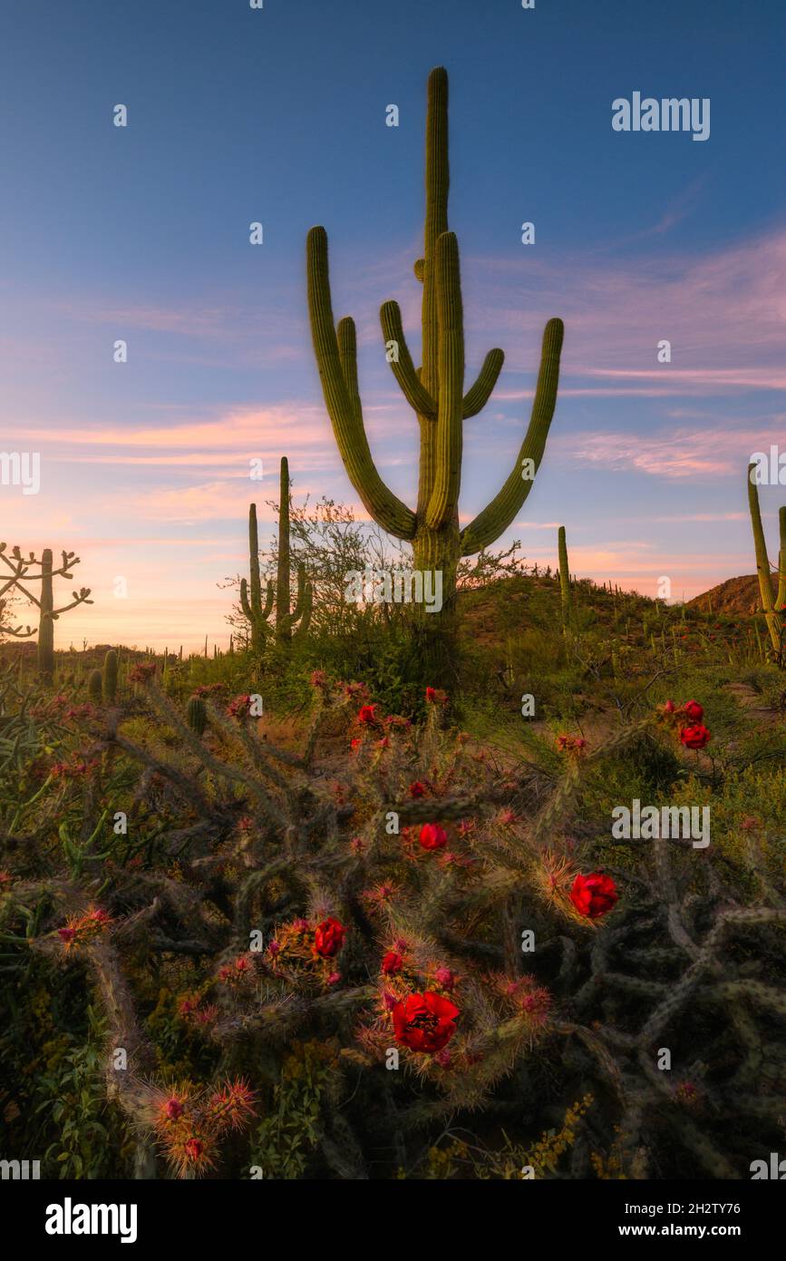 Bellissimi fiori rossi di cautus collas e grande alto saguaro al tramonto nel deserto, Saguaro National Park, Arizona Foto Stock