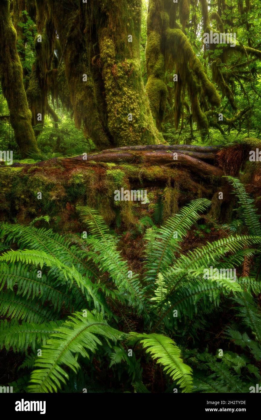 Nella Foresta Pluviale Di Hoh Immagini E Fotografie Stock Ad Alta nella-foresta-pluviale-di-hoh-immagini-e-fotografie-stock-ad-alta