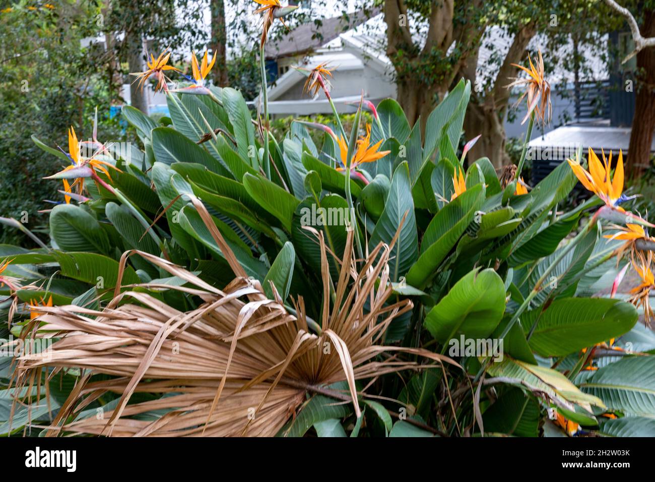 Strelitzia reginae, uccello di Paradise pianta tropicale in un sobborgo di Sydney, NSW, Australia con fiori d'arancio Foto Stock