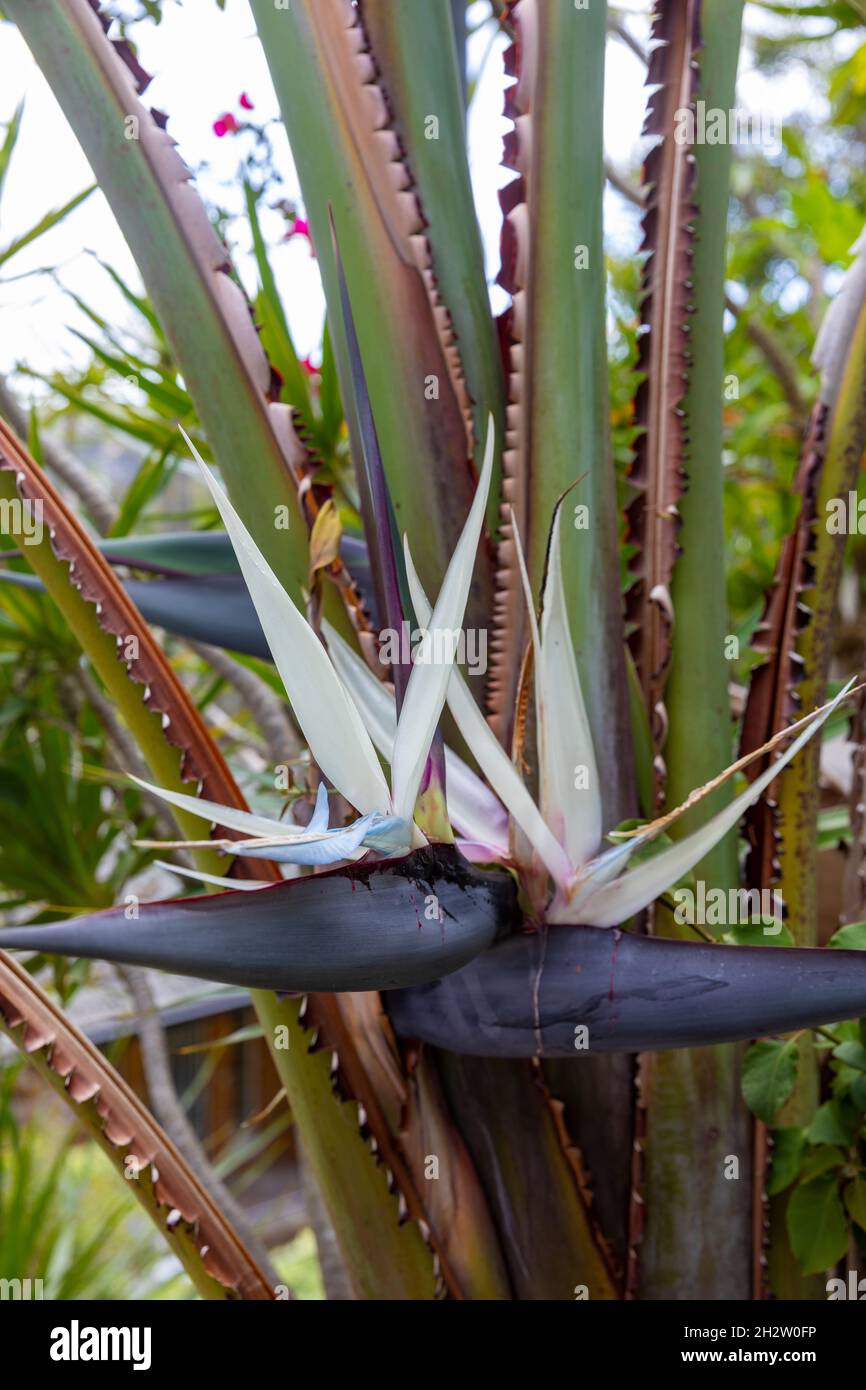 Uccello gigante del Paradiso o pianta selvaggia della banana, strelitzia nicolai, in un giardino di Sydney, NSW, Australia in una giornata di primavera Foto Stock