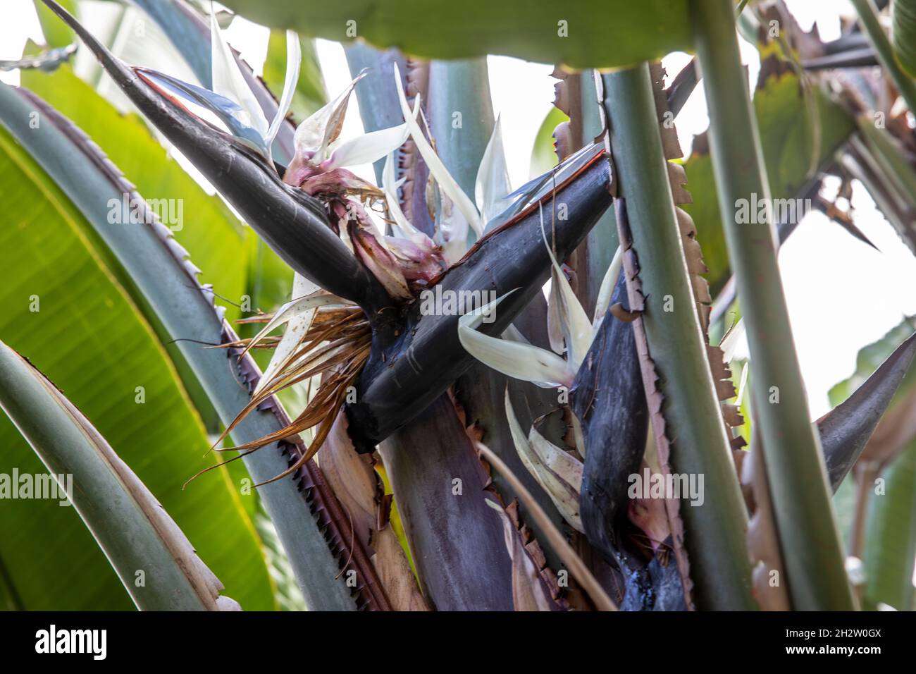 Uccello gigante del Paradiso o pianta selvaggia della banana, strelitzia nicolai, in un giardino di Sydney, NSW, Australia in una giornata di primavera Foto Stock