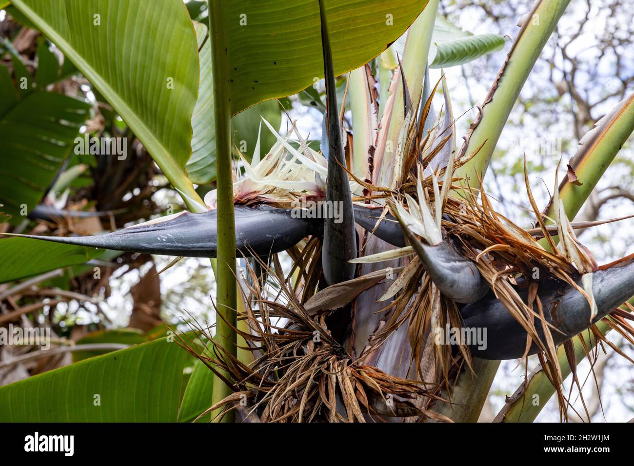 Uccello gigante del Paradiso o pianta selvaggia della banana, strelitzia nicolai, in un giardino di Sydney, NSW, Australia in una giornata di primavera Foto Stock