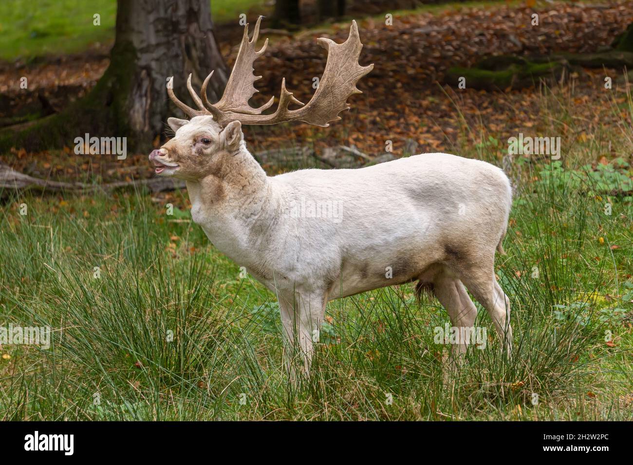 Cervo bianco (Dama dama) Foto Stock