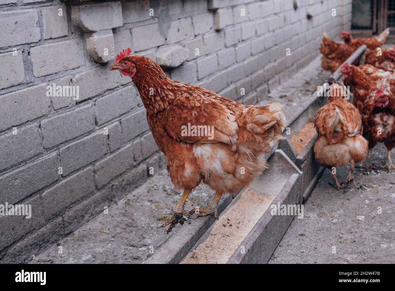 Gregge di galline piume rosse nel cortile della fattoria di pollo. Pollame domestico. Foto Stock