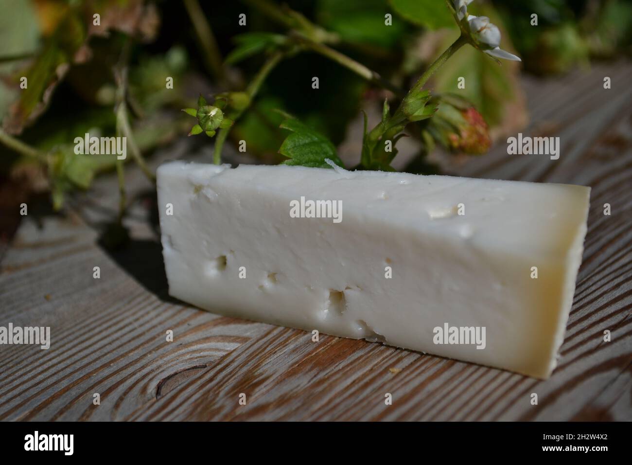 Pezzo di formaggio italiano duro su un asse di legno con un bel modello della tessitura del legno con piante di fragola dietro nel sole. Foto Stock