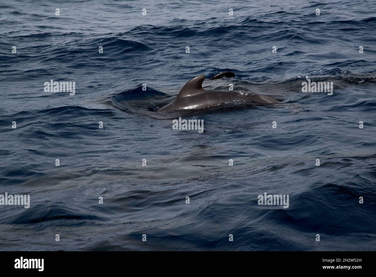 Giovane balena pilota a alga corta che nuota al largo della costa meridionale di la Gomera nelle Isole Canarie. Foto Stock