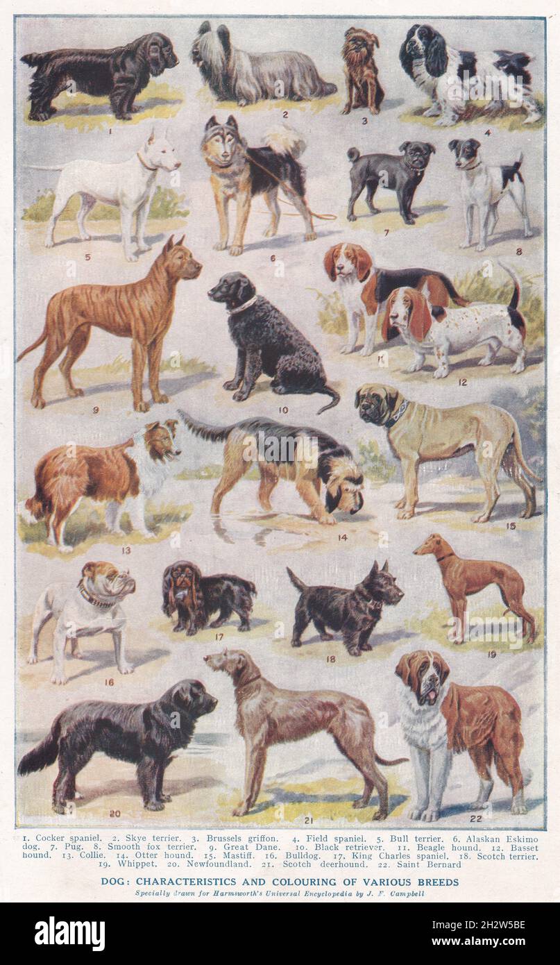Vintage Illustrations of Dog - caratteristiche e colorazione di razze diverse anni trenta. Foto Stock