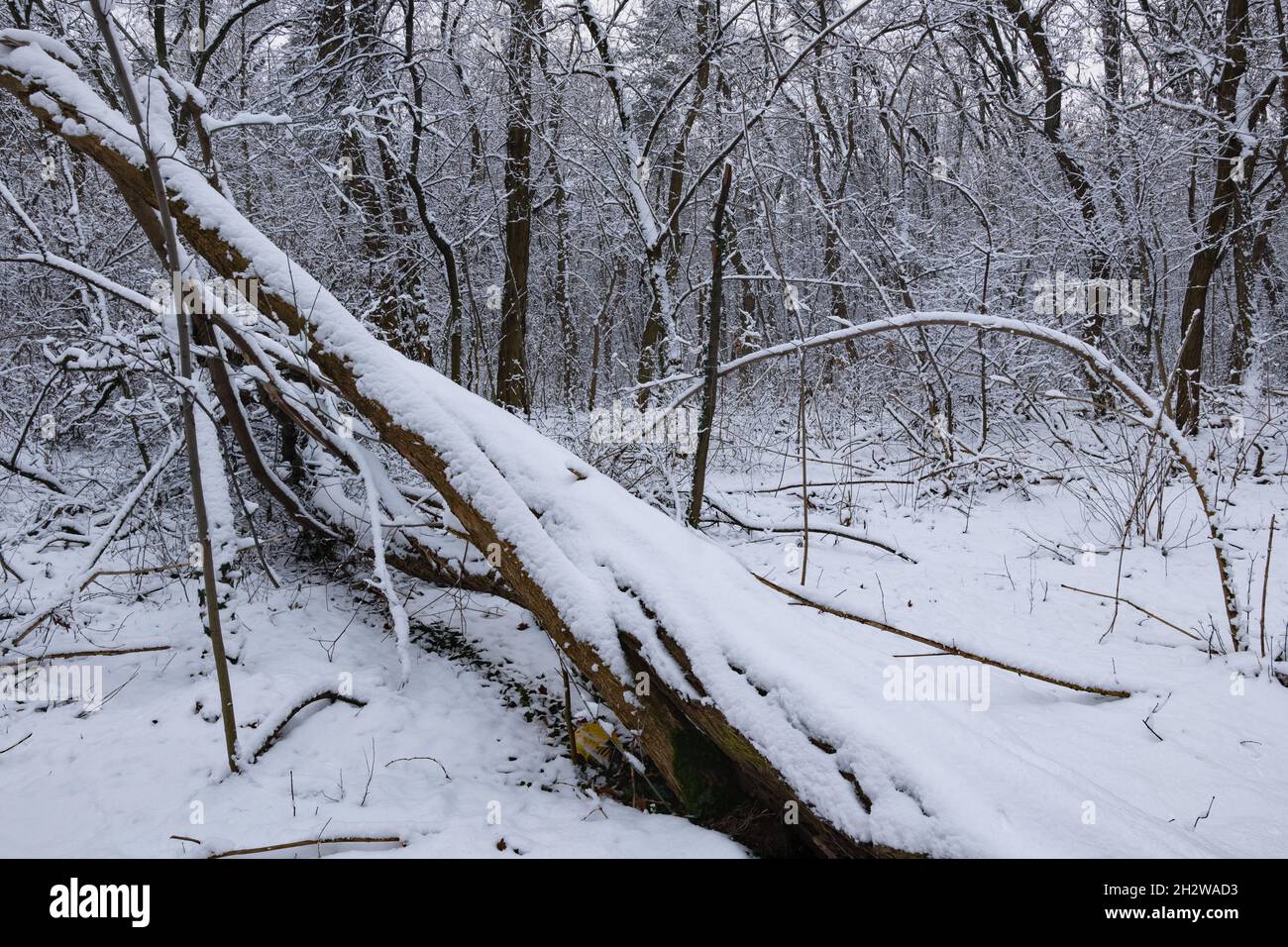 Albero caduto coperto di neve nella foresta selvaggia d'inverno. Foto Stock