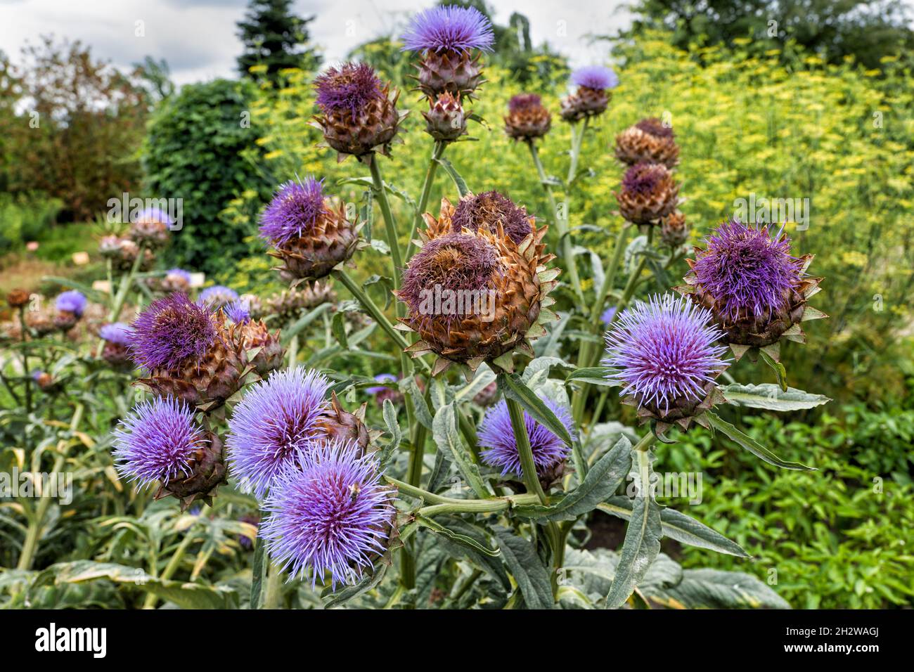 Cardoon (Cynara cardunculus L.) o Arcichoke Thistle flowers, pianta perenne della famiglia: Asteraceae, regione natale: mediterrano occidentale e centrale Foto Stock