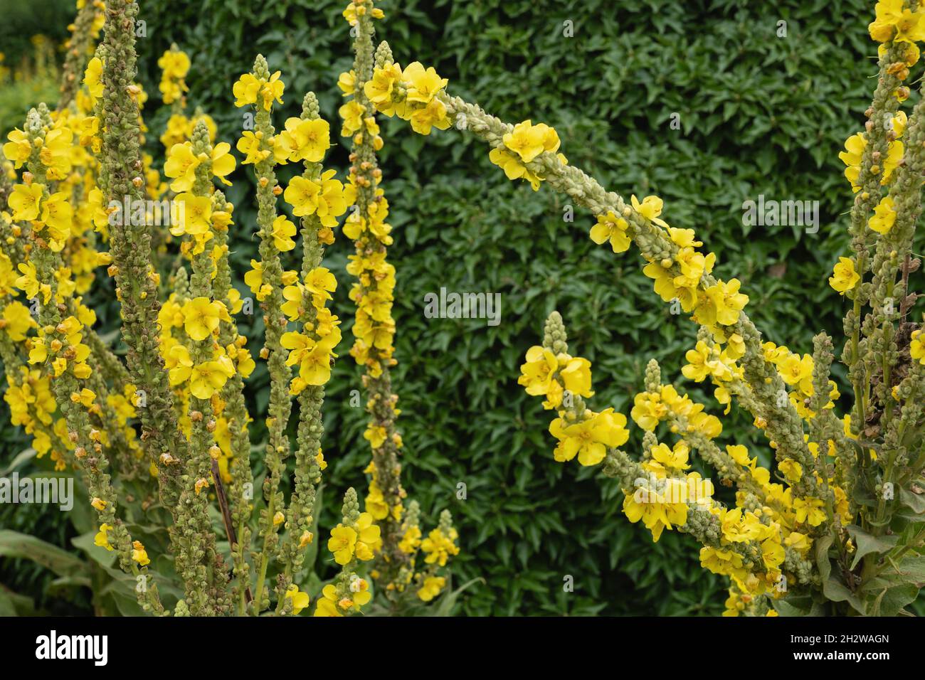 Fiori gialli del mullein di denseflower, Verbascum densiflorum Bertol. Pianta nella famiglia: Scrophulariaceae. Foto Stock