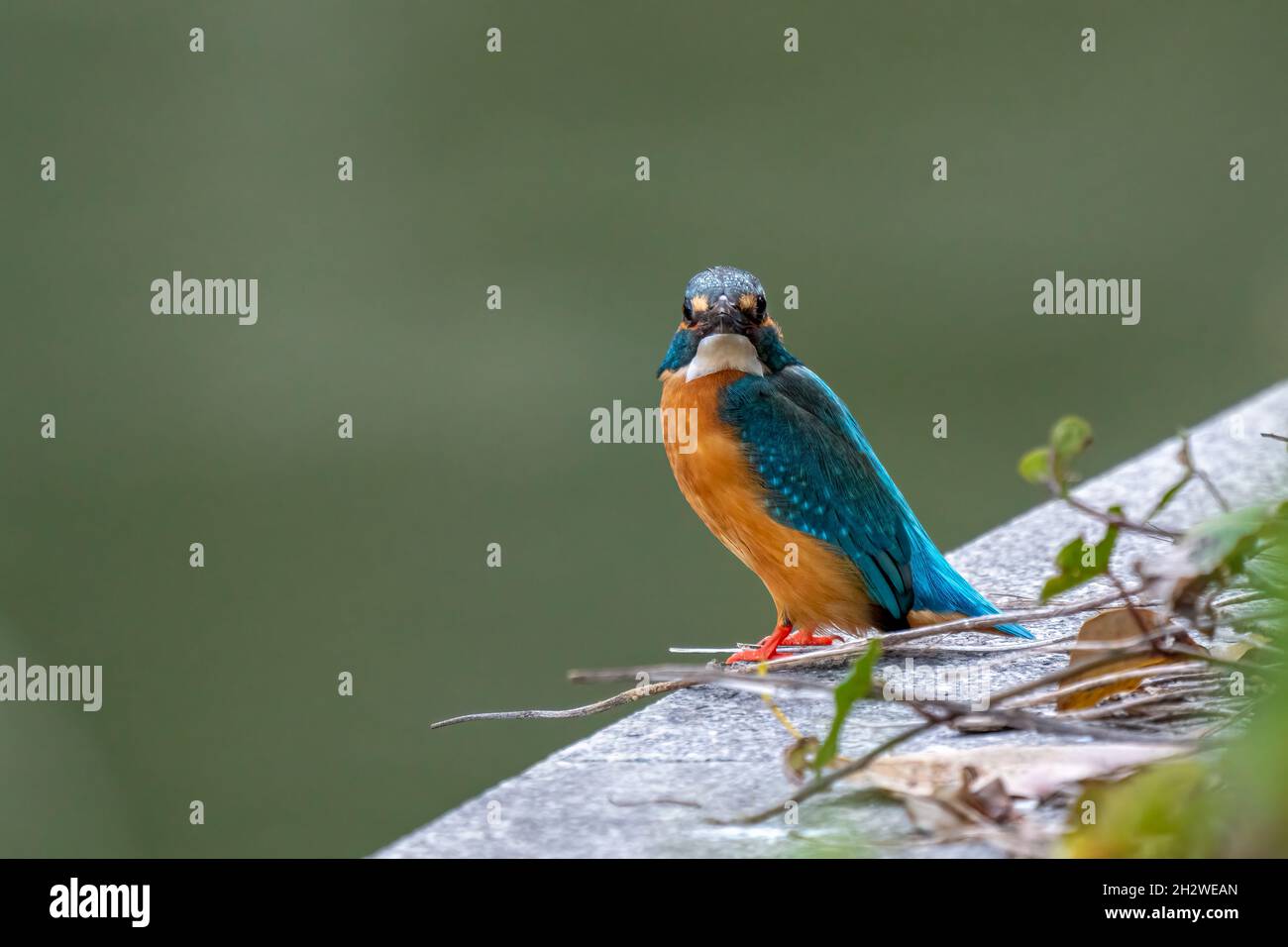 Primo piano di un Martin pescatore blu seduto in primavera in una stagione di sole Foto Stock