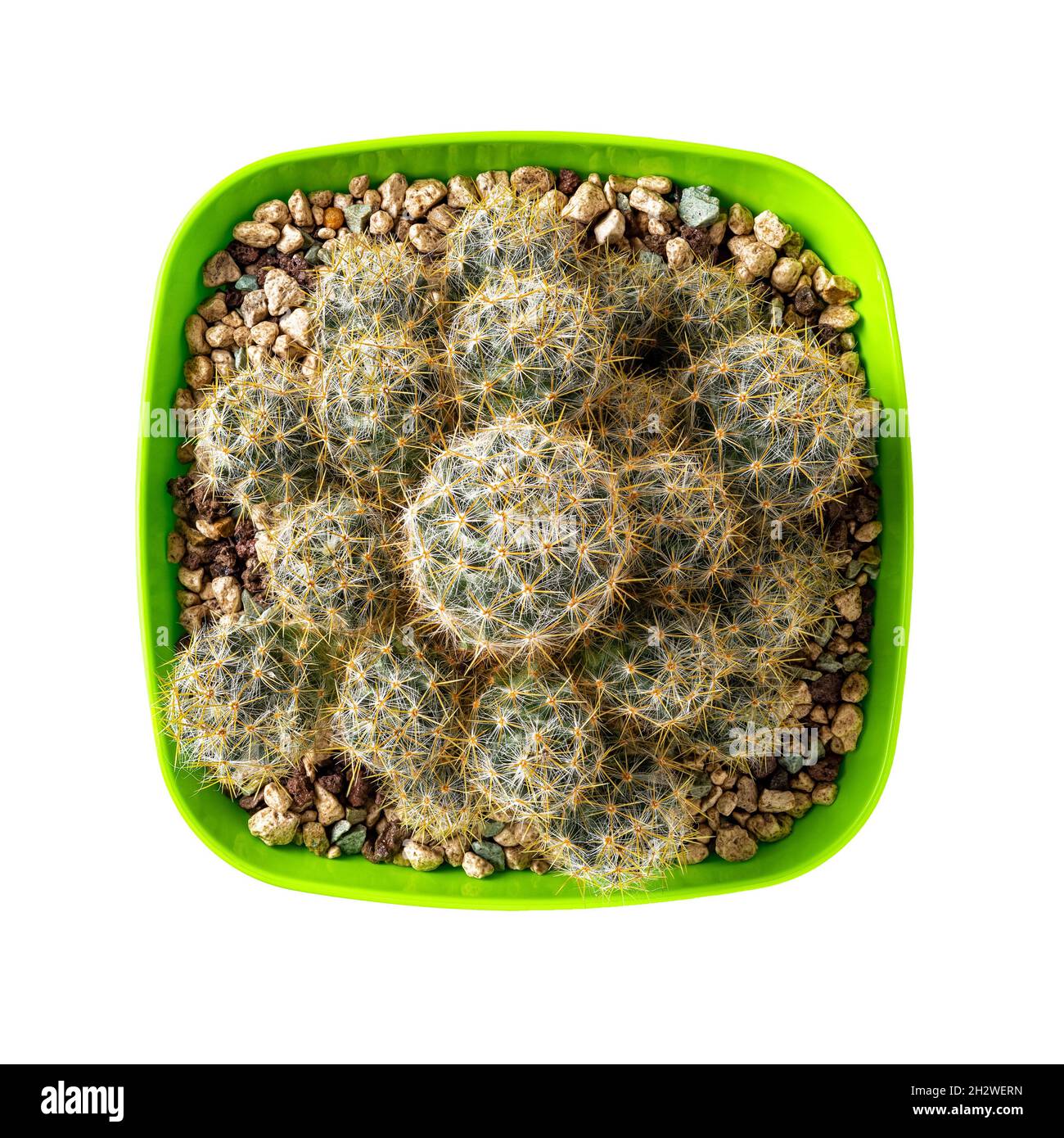 Cactus Mammillaria proliferano in un vaso di plastica verde quadrato fiore. Vaso texas capezzolo cactus isolato su uno sfondo bianco. Interni succulenti. Foto Stock