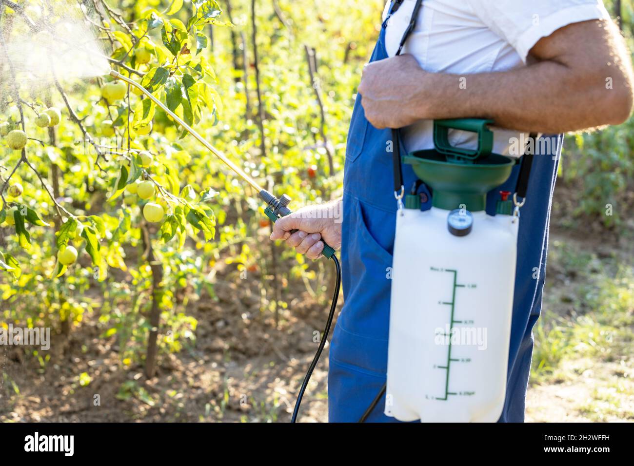 Spruzzando albero di frutta con pesticidi organici fatti in casa o insetticidi Foto Stock