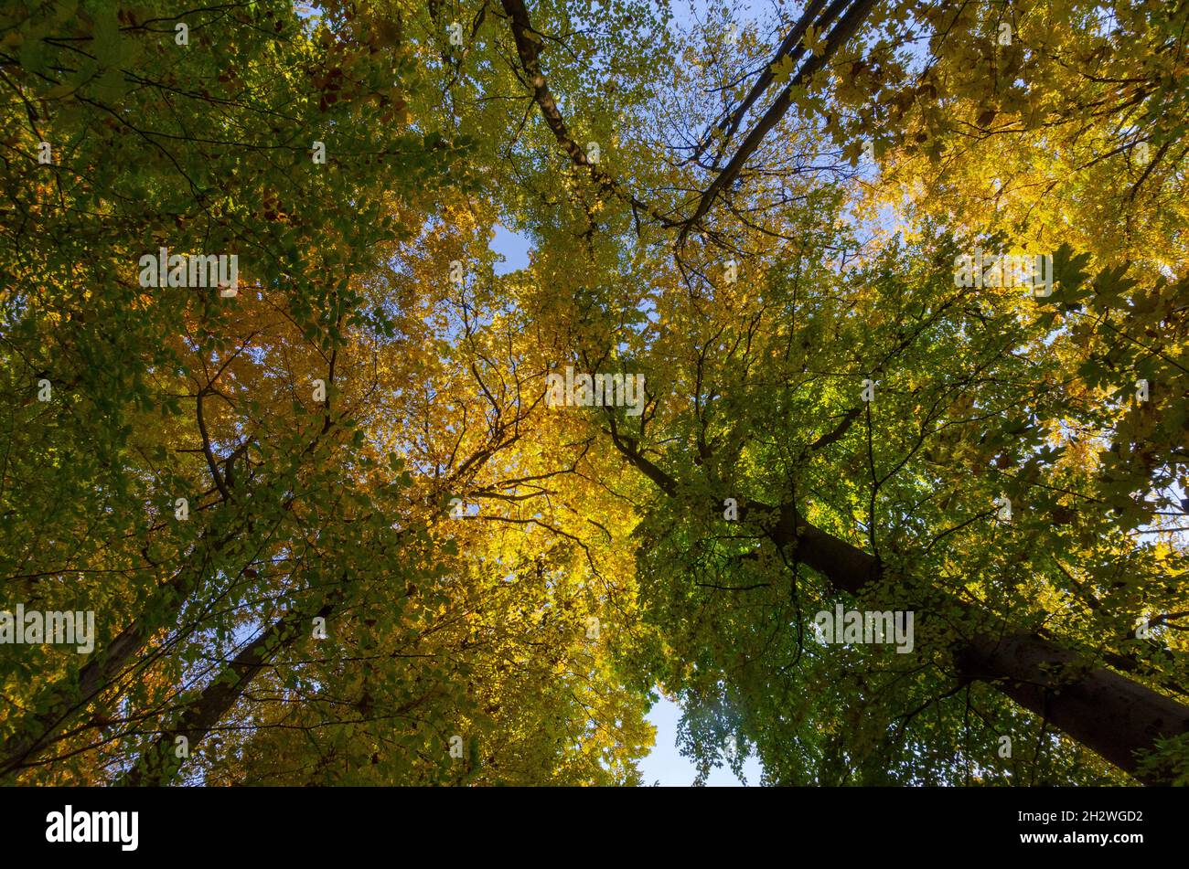 Autunno baldacchino foresta in bosco nella contea di Brasov Romania Foto Stock