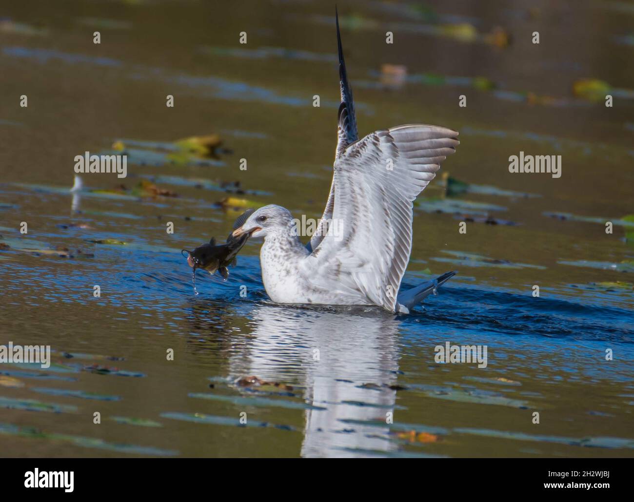 Un primo colpo di mare bianco cattura il pesce nel lago Foto Stock