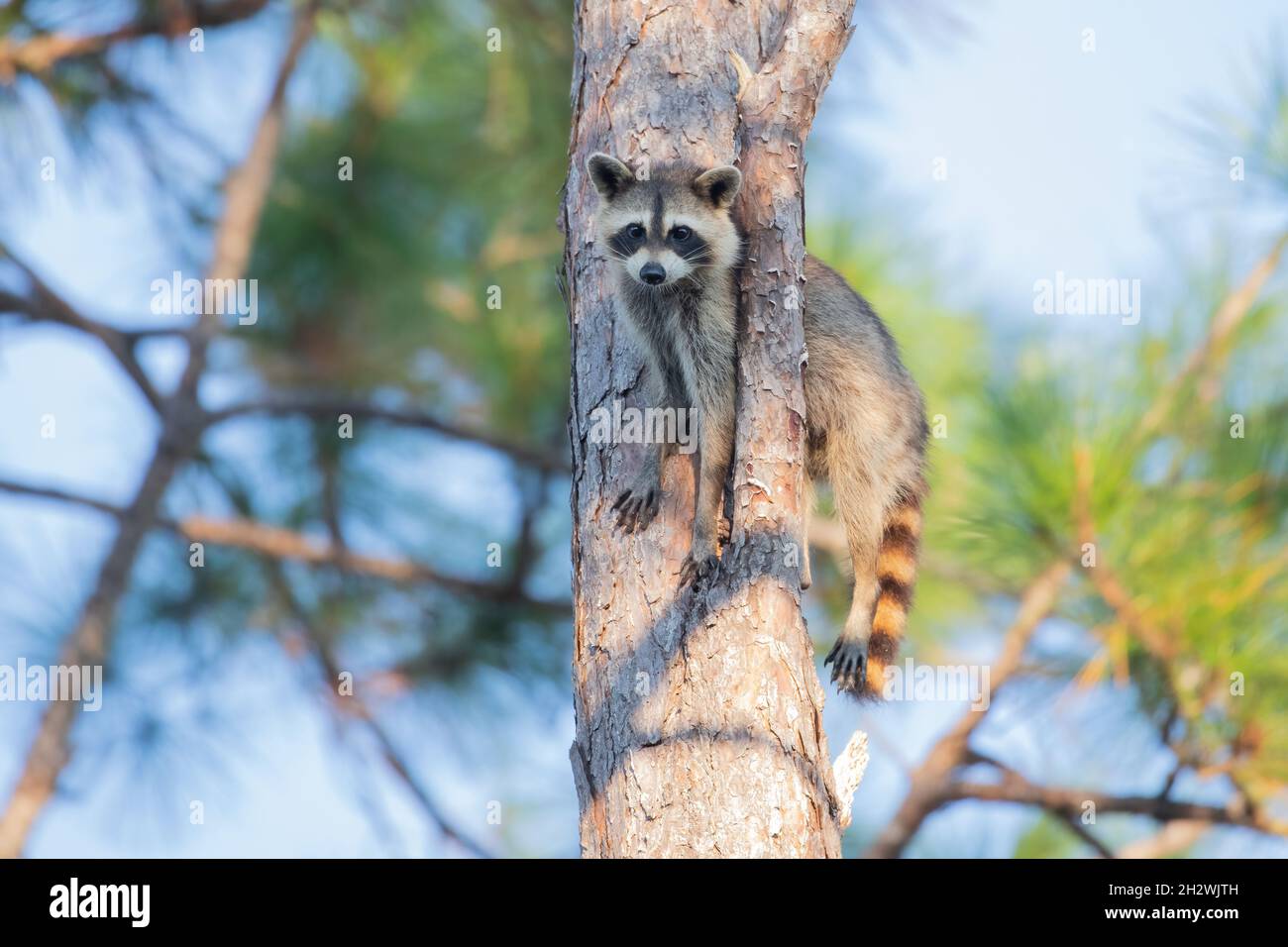 Un raccoon comune si incuneò tra un ramo e un tronco d'albero guardando la macchina fotografica a St. Augustine, Florida. Foto Stock