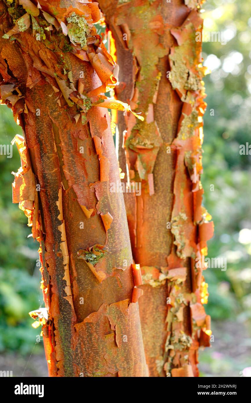 Acer griseum paperbark acero. Corteccia attraente e peeling di Acer griseum illuminato dalla luce solare autunnale. REGNO UNITO Foto Stock