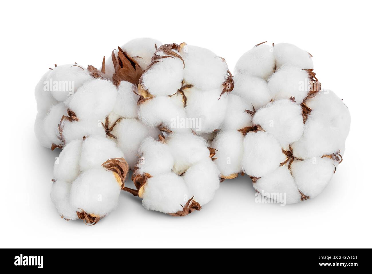 Fiore di piante di cotone isolato su sfondo bianco con percorso di taglio e profondità di campo completa Foto Stock