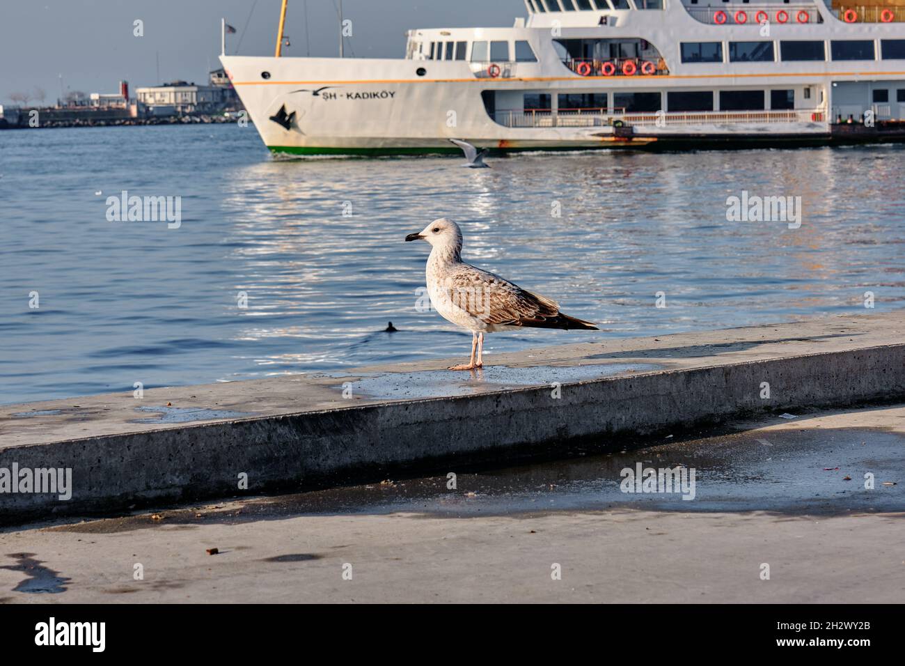 Singolo ed enormi gabbiani nel porto e porto della riva di kadikoy con traghetto pedonale di trasporto Foto Stock