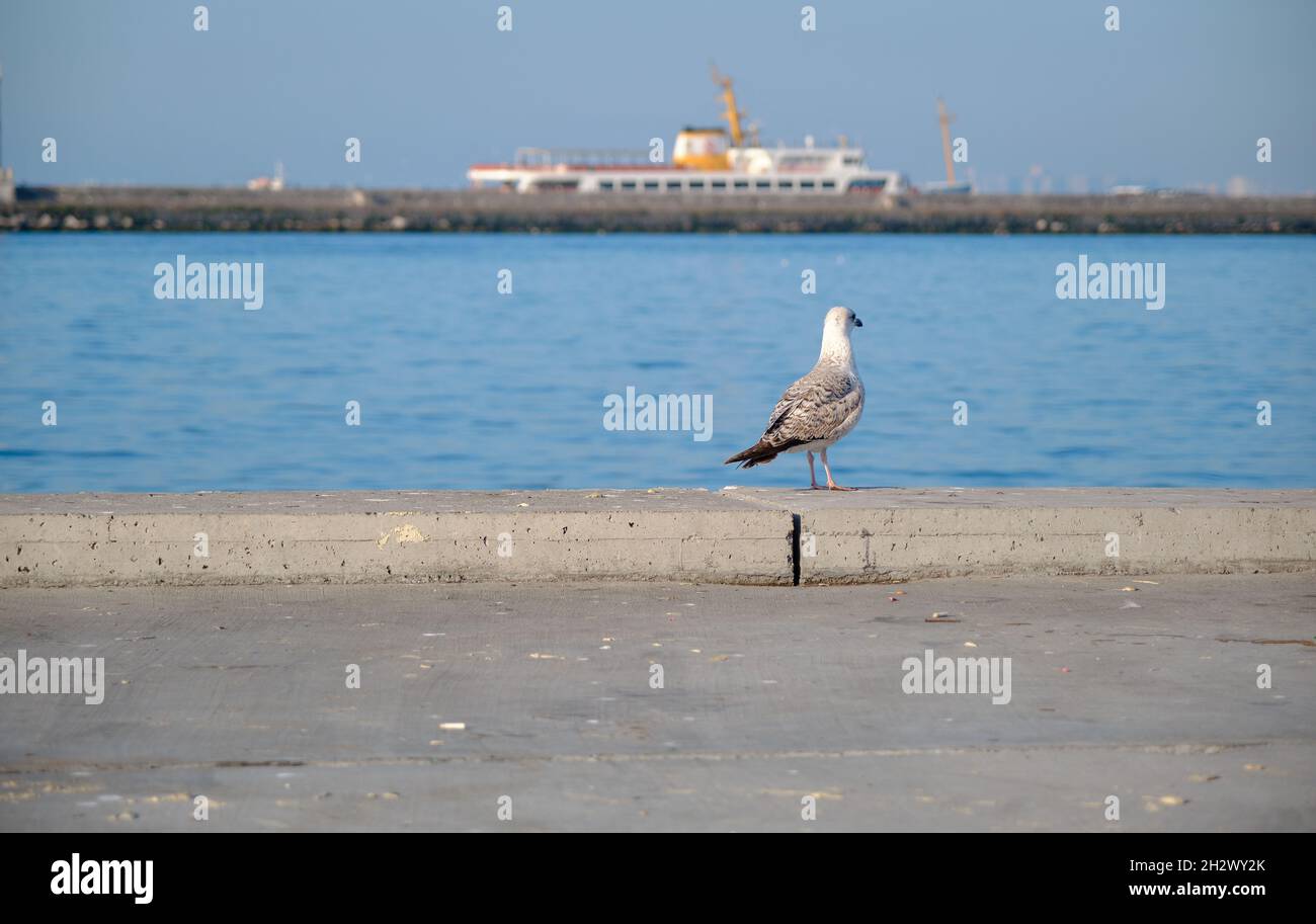 Singolo ed enormi gabbiani nel porto e porto della riva di kadikoy con traghetto pedonale di trasporto Foto Stock