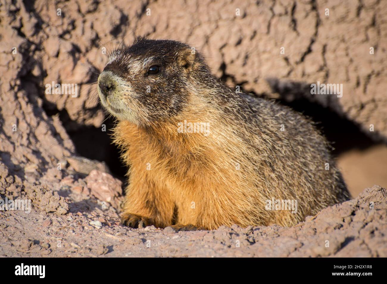 Marmot dalle decorazioni gialle - Capitol Reef National Park - Torrey, Utah Foto Stock