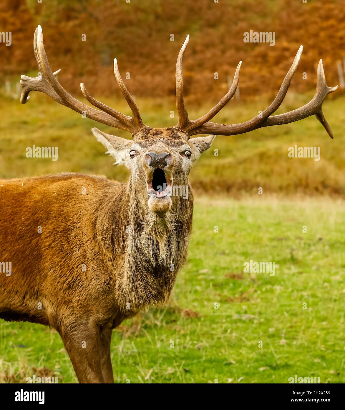 Ritratto di un ruggente Red Stag nelle Highlands scozzesi. Avvicinati e rivolti in avanti con la bocca aperta. Autunno o caduta con bracken dorato nella parte posteriore Foto Stock