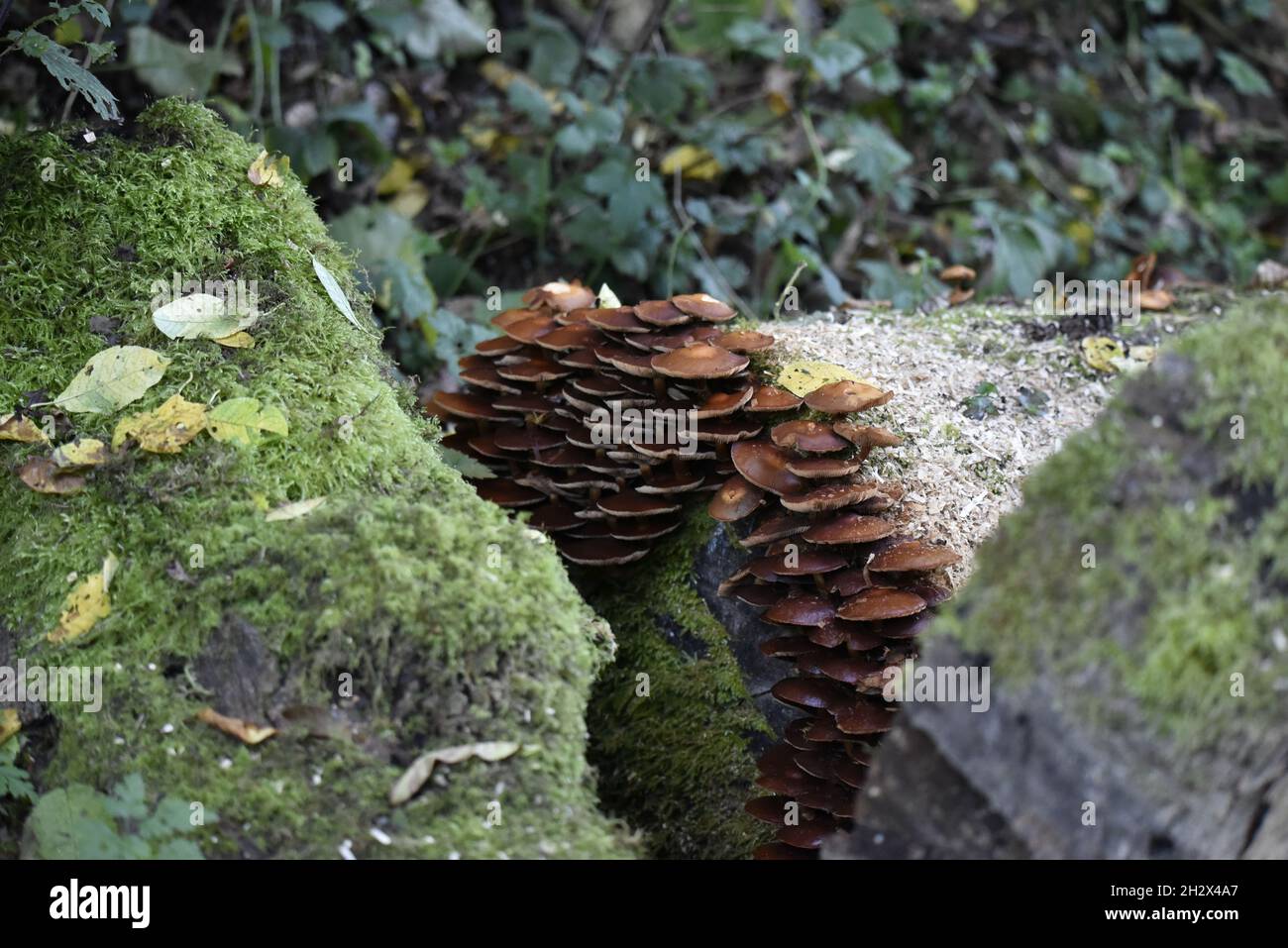 Cluster di Dark Brown Bracket Fungus in cima al legno decadente in Galles, Regno Unito, in autunno Foto Stock