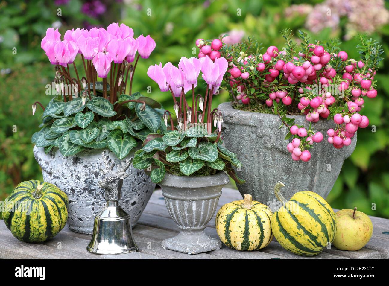 ciclamino rosa fiori e riccio in vasi d'annata come decorazione autunno giardino Foto Stock