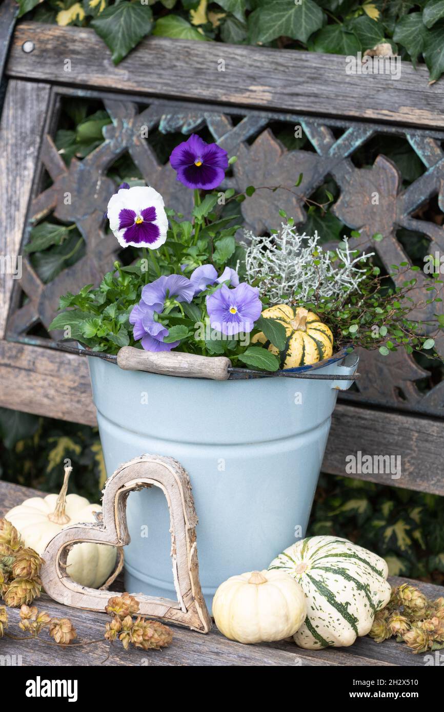 fiori di viola bianco e viola in secchio d'epoca in giardino Foto Stock