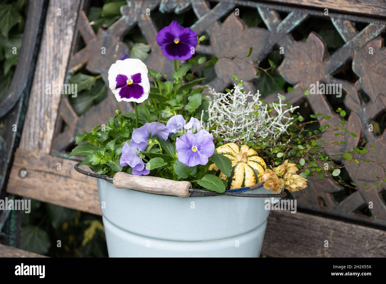 fiori di viola bianco e viola in secchio d'epoca in giardino Foto Stock