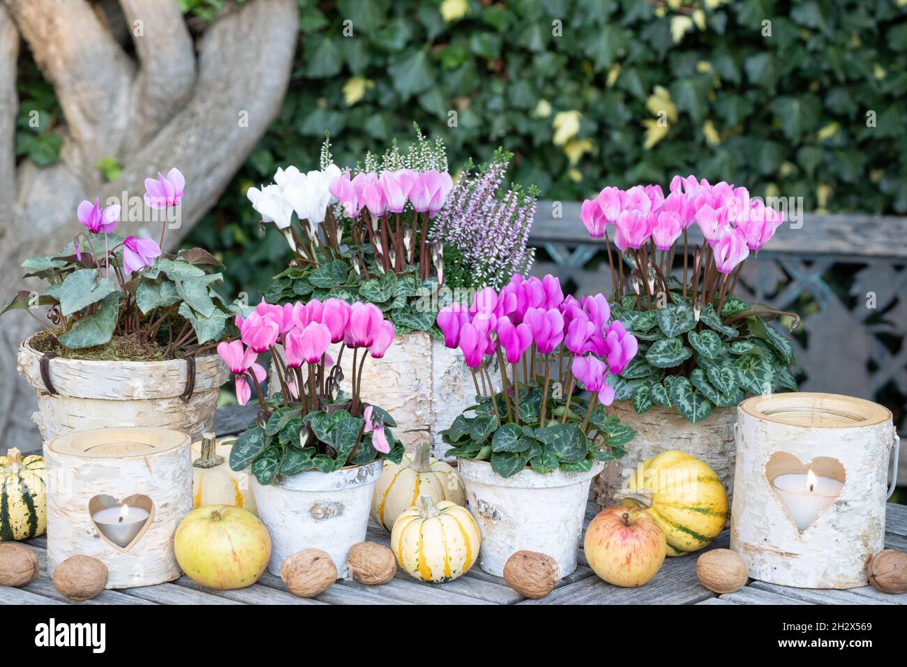 decorazione autunnale giardino con fiori di ciclamino rosa in padelle di betulla Foto Stock