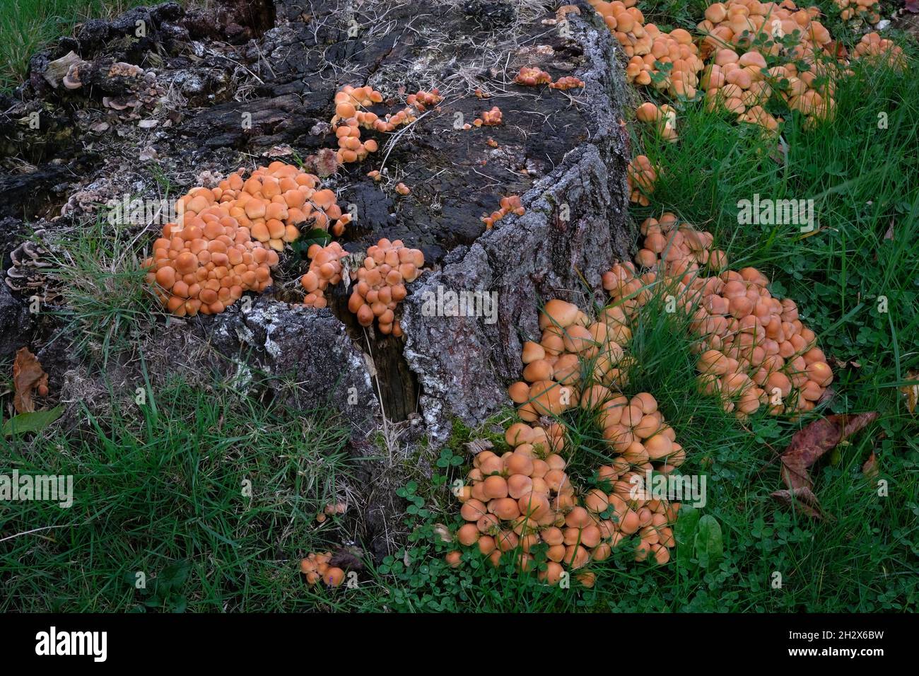 Funghi Brittlestem raggruppati - Psathyrella multipedata - su un ceppo di betulla di argento marciante in un prato, Inghilterra Foto Stock