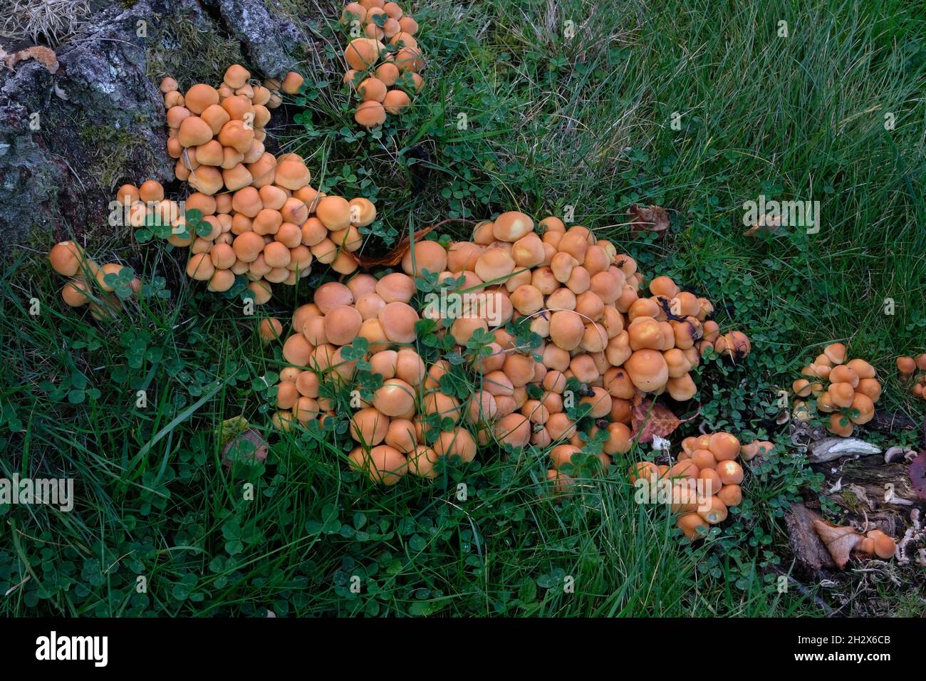 Funghi Brittlestem raggruppati - Psathyrella multipedata - su un ceppo di betulla di argento marciante in un prato, Inghilterra Foto Stock