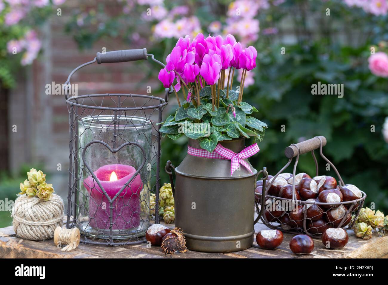 decorazioni da giardino con ciclamino rosa, lanterna e castagne Foto Stock