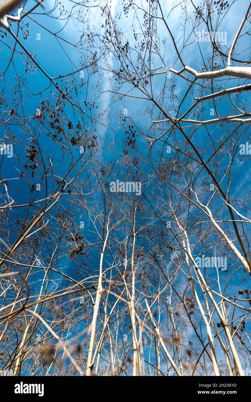 cielo blu del mattino tra le piante visto in un angolo basso con le nuvole Foto Stock
