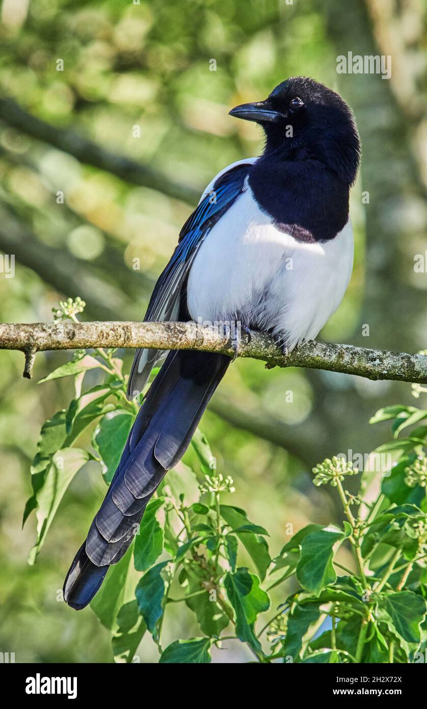 Magpie Pica pica su una filiale in un legno di Somerset - UK Foto Stock
