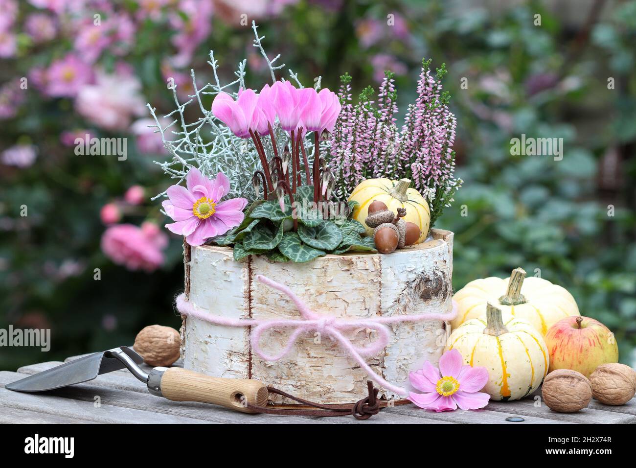 ciclamino rosa e fiore di erica in barile di betulla nel giardino d'autunno Foto Stock