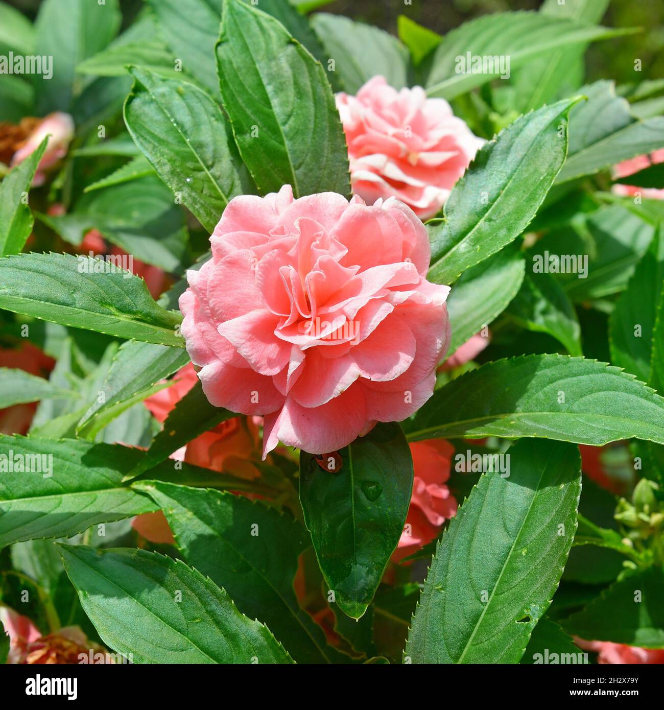 Bel fiore rosa Balsam in giardino. Il nome della scienza è Impatiens balsamina. Foto Stock