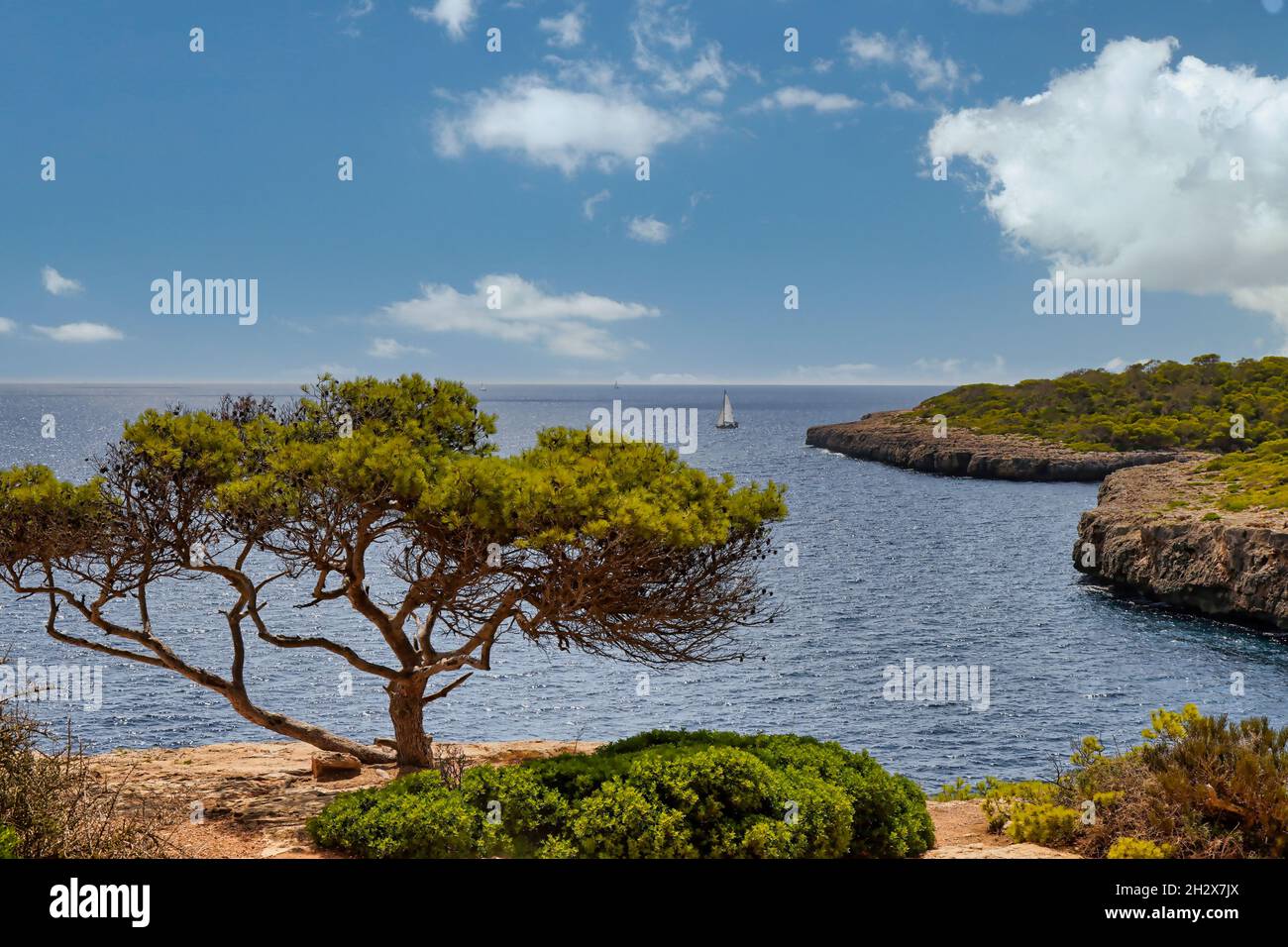 Bilder Mallorca Spanien Baum Pinienbaum Foto Stock