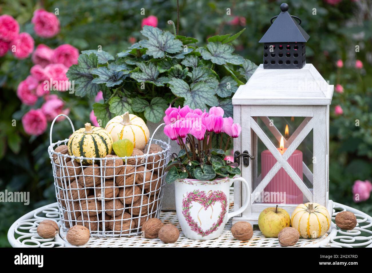 decorazione autunnale giardino con ciclamino rosa, noci e lanterna Foto Stock