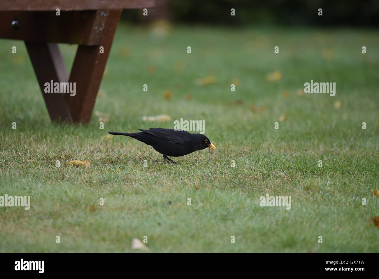 Maschio comune Blackbird (Turdus merula) in piedi su erba con un Worm nel suo becco nel mese di ottobre in Galles, Regno Unito Foto Stock