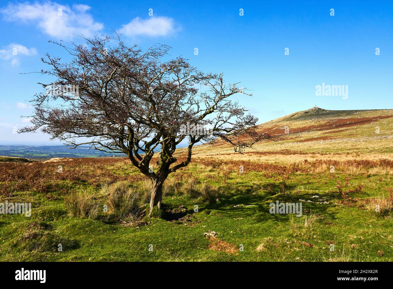 Albero di Lone Hawthorn su Dartmoor con Croce di Widgery su Brat Tor in lontananza - Devon UK Foto Stock