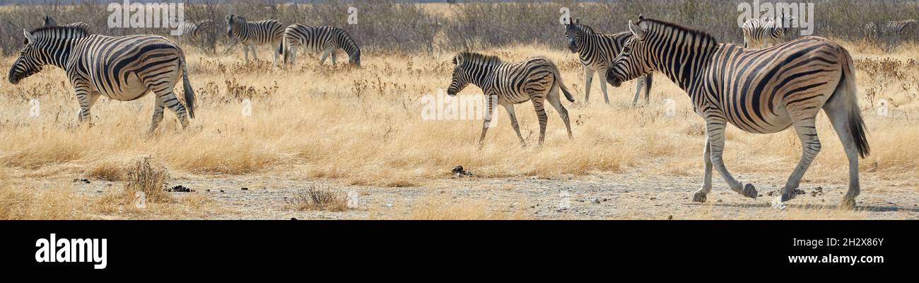 Safari fauna selvatica banner - zelo di zebre Foto Stock