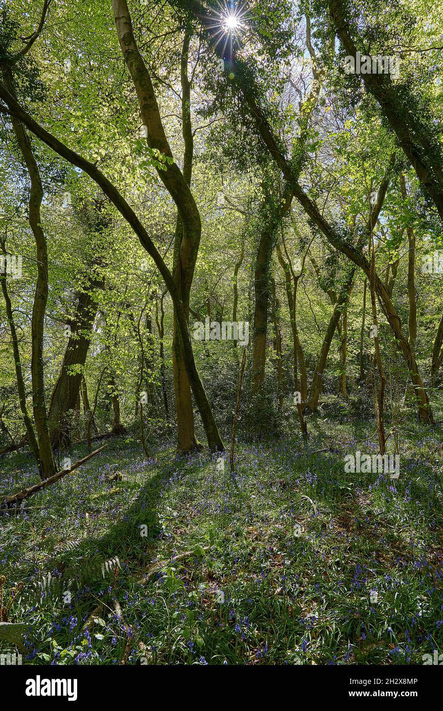 Il sole primaverile filtra attraverso foglie di bosco appena srotolate sulle colline Mendip del Somerset UK Foto Stock
