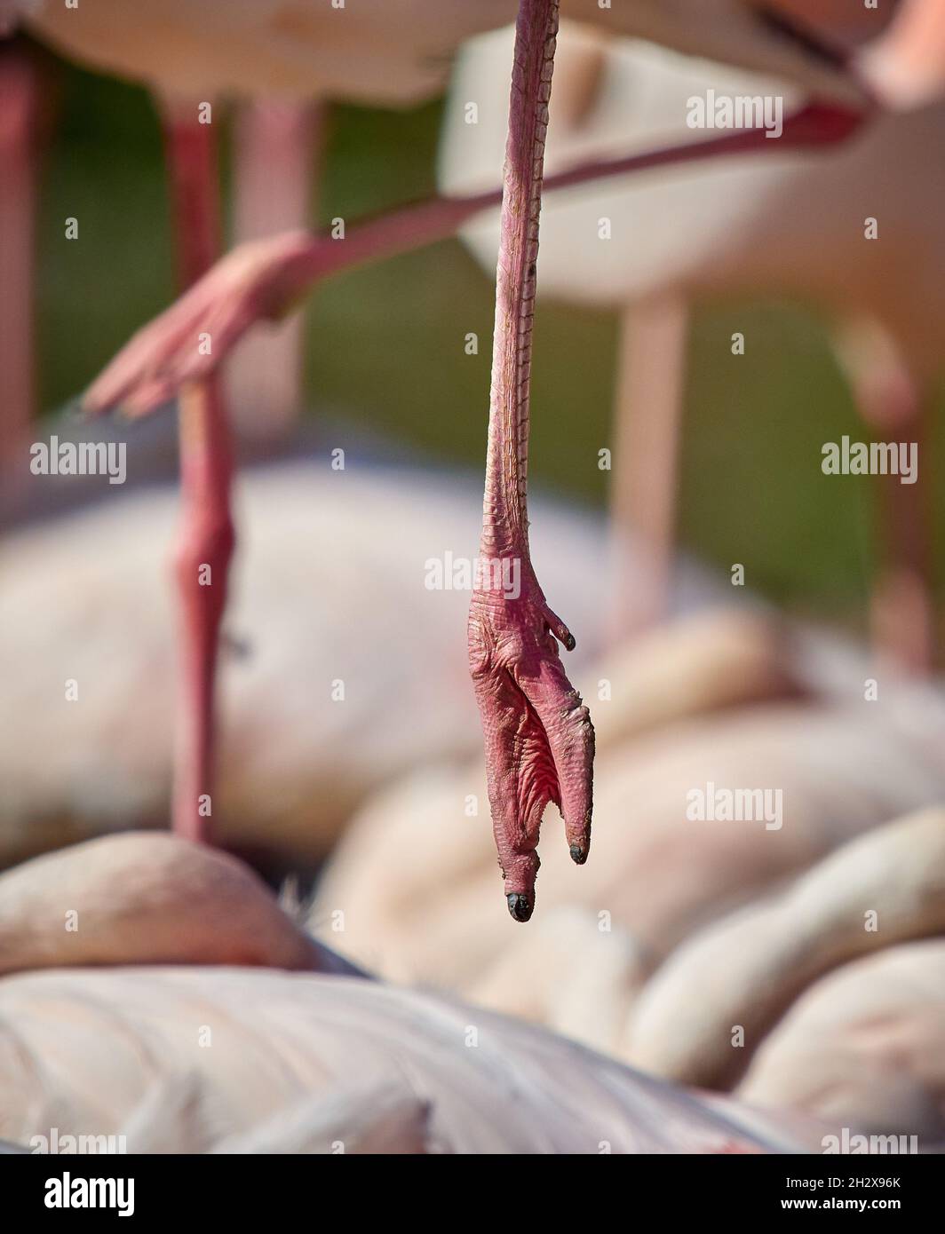 Greater Flamingo Fenicotterus Roseus riposante con il piede che pende a Slimbridge Wildfowl & Wetlands Centre Gloucestershire Regno Unito Foto Stock