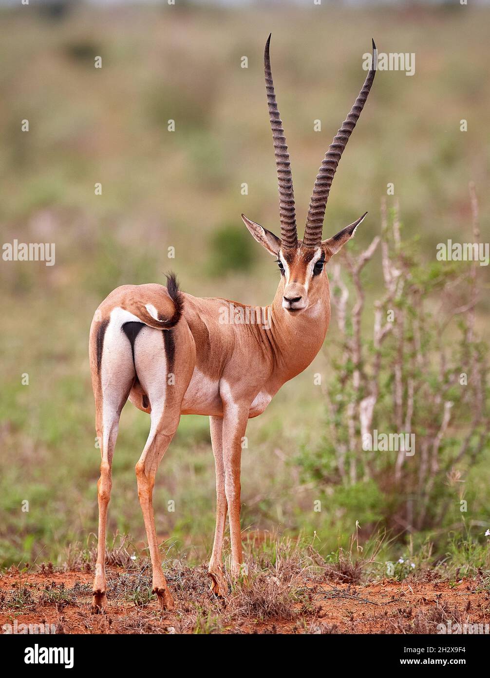 Maschio Fine Grant's gazzella Nanger granti mostra sulla testa e vista posteriore ed elegante a forma di lira corna al Tsavo Est Kenya di riserva Foto Stock